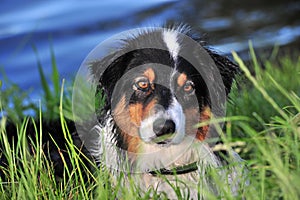 Australian Shepherd
