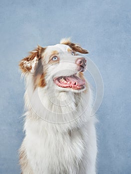 An Australian Shepherd dog looks up expectantly, blue background.