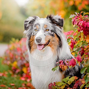 Australian shepherd dog outside in autumn