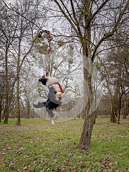 Australian Shepherd Dog at park