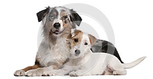 Australian Shepherd dog and Parson Russell Terrier