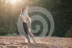 An Australian Shepherd dog performs a joyful leap