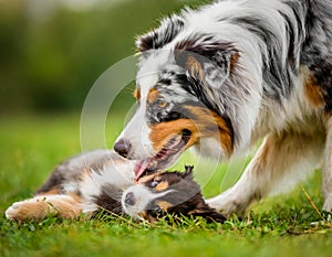 Australian shepherd dog playing with a puppy