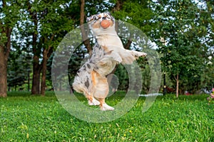 Australian shepherd dog plays with an orange ball in the air