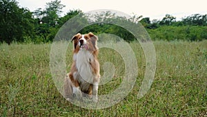 Australian Shepherd dog plays with the owner, jumps and catches a flying disc. An active walk with a pet in a summer