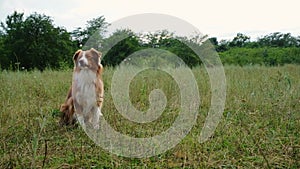 Australian Shepherd dog plays with the owner, jumps and catches a flying disc. An active walk with a pet in a summer