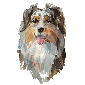 Australian shepherd dog portrait