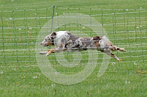 Australian Shepherd Dog running inside the fenced