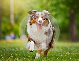 australian shepherd dog running outdoors