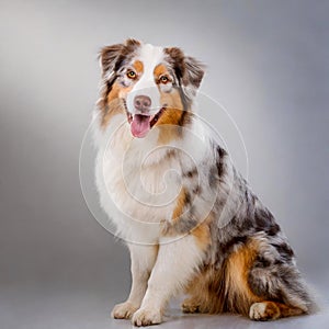 Australian shepherd dog sitting on white