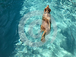 Australian shepherd dog swimming in blu water of a swimmingpool