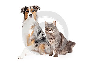 Australian Shepherd Dog and Tabby Cat