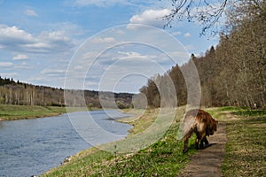 Chocolate puppy aussie studies nature. Australian Shepherd dog walks in park along path river bank on warm spring day. Rear view