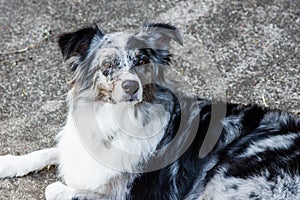 Australian Shepherd dog with white and gray markings