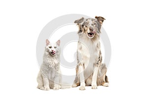 Australian shepherd dog and white longhaired cat looking at the camera licking their lips begging for food