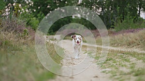 Australian Shepherd Doggy Running Along Dirt Road Towards the Camera