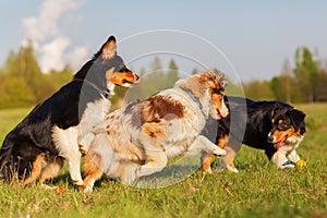 Australian Shepherd dogs running for a toy