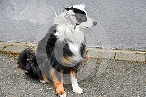 Australian shepherd with fur tousled by the wind