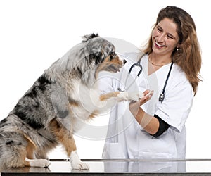 Australian Shepherd giving its paw to a vet