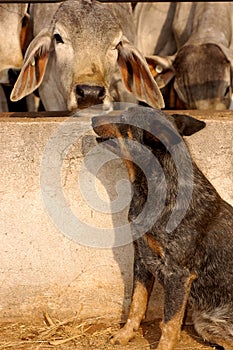 An Australian shepherd guarding a Brahman