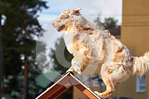 Australian shepherd on a hurdle at dog agility training