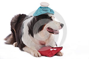 Australian shepherd with ice pack and first aid kit