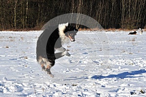 Australian Shepherd jumping