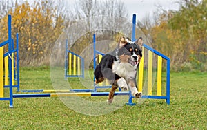 Australian Shepherd jumping on agility training