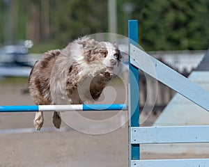 Australian shepherd jumping over an agility hurdle