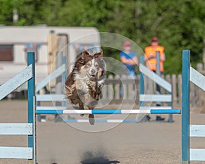 Australian shepherd jumping over an agility hurdle in an agility competition