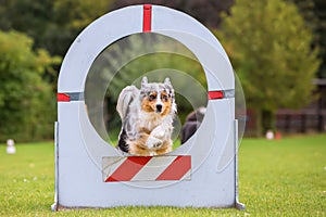 Australian Shepherd jumping through a wall with hole