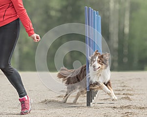 Australian shepherd jumps over an agility hurdle