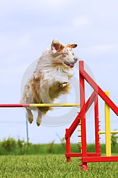 Australian Shepherd jumps over a hurdle