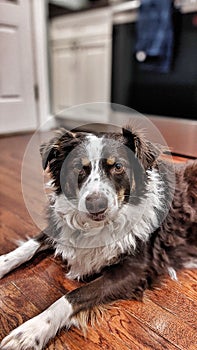 Australian Shepherd in the kitchen