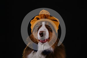 Australian Shepherd with knitted yellow hat on head and blue headphones on neck sits and smiles. Studio portrait aussie