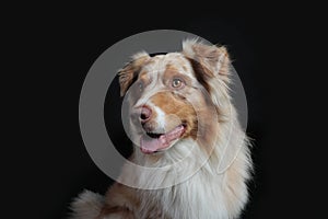 Cute Australian shepherd dog looking laterally