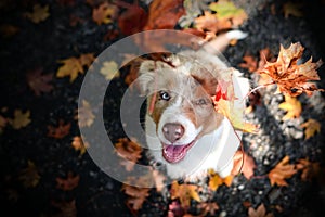 Australian shepherd in looking throught the leaves