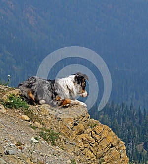 Australian Shepherd on Lookout