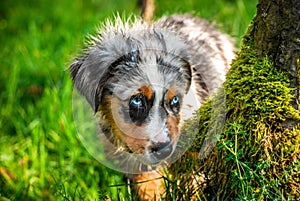 Australian Shepherd looks so shy