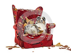 Australian Shepherd lying on a detroyed armchair, isolated