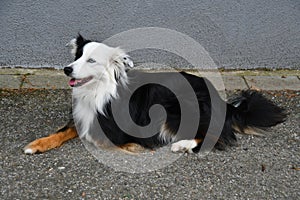 Australian shepherd is lying down on the street