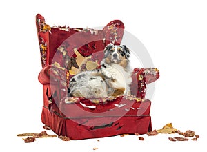 Australian Shepherd lying proudly on a detroyed armchair