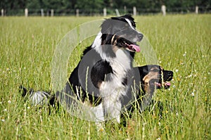 Australian Shepherd and mongrel