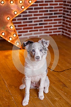 Australian Shepherd, 3 months old