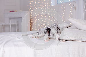 Australian Shepherd, 3 months old