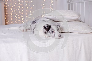 Australian Shepherd, 3 months old