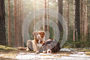 Australian shepherd and Nova Scotia duck tolling Retriever photo