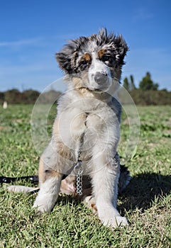 Australian shepherd in obedience