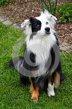 Australian shepherd with one blue and one brown eye