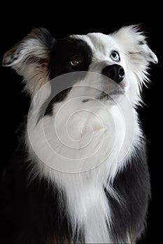 Australian shepherd with one blue and one brown eye